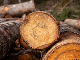 Close-up of stack of firewood.