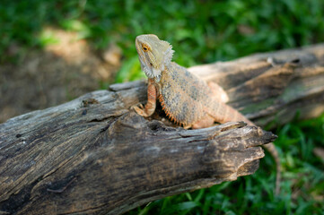 bearded dragon on ground with blur background