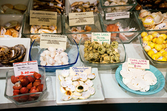 Farm raised shells for sale