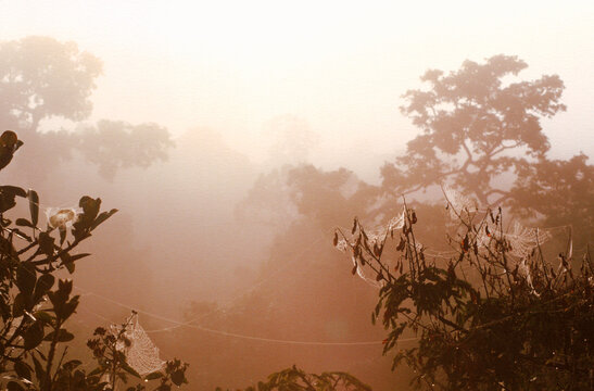 Rainforest, Amazon, Brazil