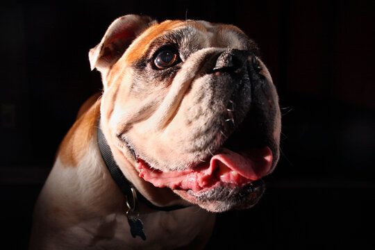 Close Up Of A Bull Dog's Face Against A Black Background.