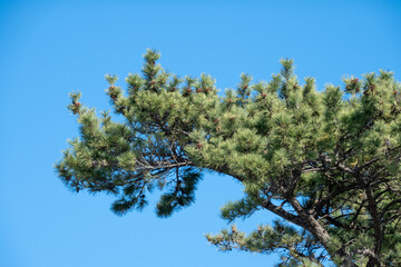 Pine trees with blue sky in Korea.