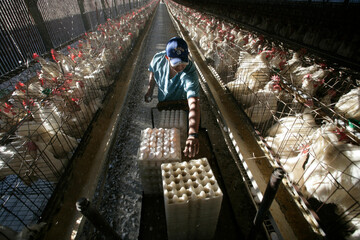 A worker collects eggs at a chicken egg farm near San Diego, California.