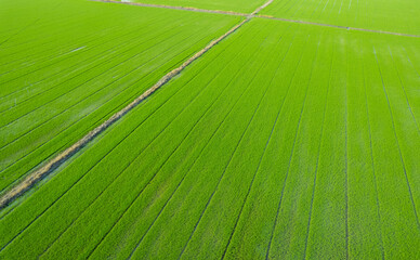 Field rice with landscape green pattern nature background