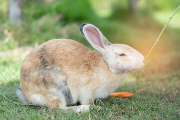 rabbit, bunny pet with blur background, animalsrabbit eating grass with bokeh background, bunny pet, holland lop