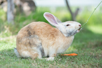 rabbit, bunny pet with blur background, animals