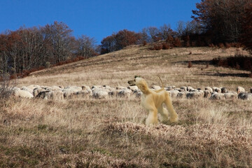 a dog running in the field