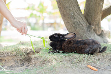 rabbit, bunny pet with blur background, animals