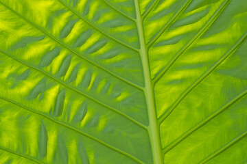 green leaves wall background, wedding backdrop