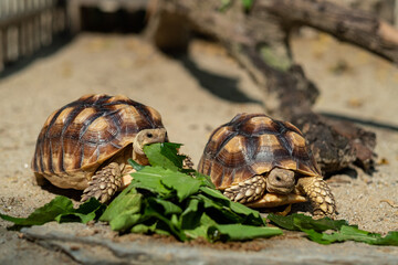 Sucata tortoise eating vegetables with nature background