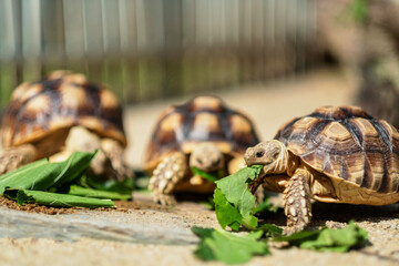 Sucata tortoise eating vegetables with nature background