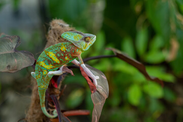 chameleon with blur background, predator