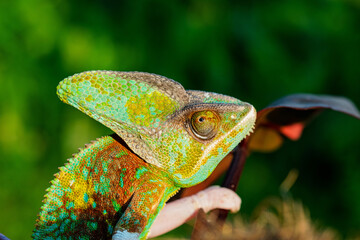 chameleon with blur background, predator