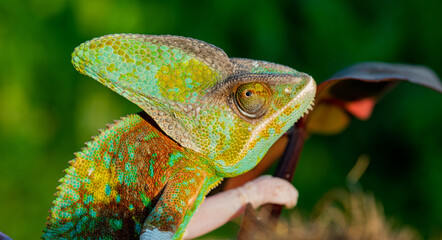 chameleon with blur background, predator