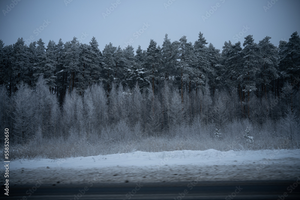 Poster a snowy forest with trees in the background and a road in the foreground with snow on the ground and