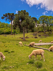 Fototapeta premium Sheep in the meadow
