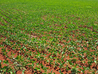 Soybean cultivation in southern Brazil