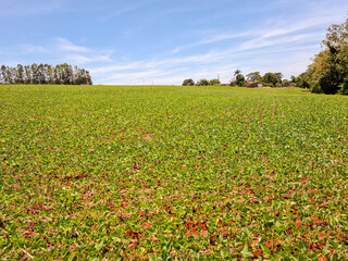 Soybean cultivation in southern Brazil