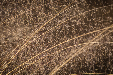 Close up of the seeds of long grass