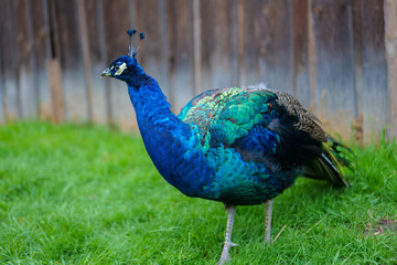 Peacock bird close-up.beautiful blue bird. Peacock walks on green grass.Keeping and growing peacocks