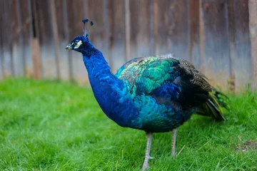 Rucksack Peacock bird close-up.beautiful blue bird. Peacock walks on green grass.Keeping and growing peacocks © Yuliya