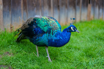 Fototapeta premium Peacock blue bird. Peacock walks on green grass.Keeping and growing peacocks
