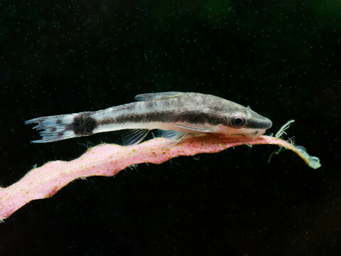 Otocinclus catfish on pink cryptocoryne leaves, isolated with dark background
