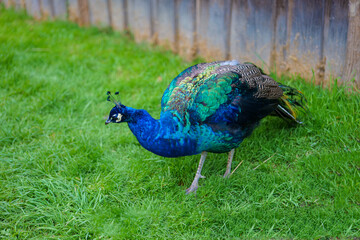 Peacock bird close-up.beautiful blue bird. Peacock walks on green grass.Peacock portrait.Keeping...