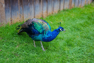 Obraz premium Peacock bird .beautiful blue bird. Peacock walks on green grass.Peacock portrait.Keeping and growing peacocks