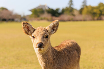 奈良公園の鹿【日本:奈良】