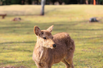 奈良公園の鹿【日本:奈良】