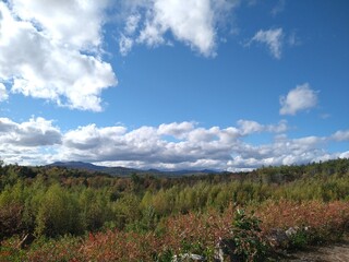 forest in the mountains