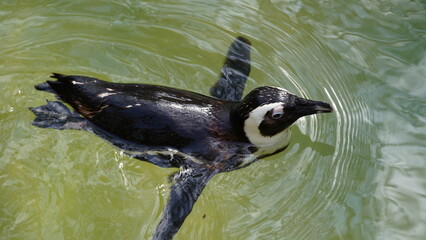 JackassPenguin|AfricanPenguin|Spheniscus demersus|斑嘴環企鵝|南非企鵝