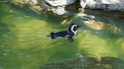 JackassPenguin|AfricanPenguin|Spheniscus demersus|斑嘴環企鵝|南非企鵝