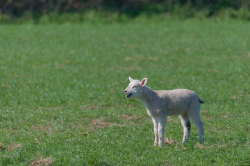 Naklejka na ściany i meble Left hand side copy space, green grass background behind a young lamb