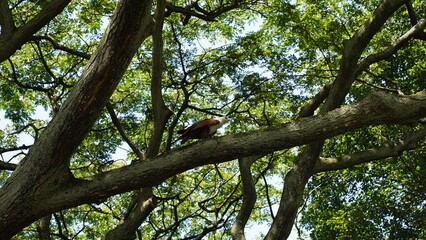  Bald Eagle|Haliaeetus leucocephalus|白头海雕|白頭海鵰
