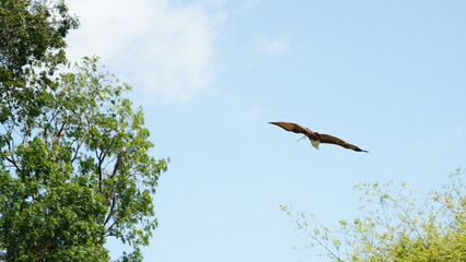  Bald Eagle|Haliaeetus leucocephalus|白头海雕|白頭海鵰