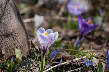 春の庭に咲く紫色のクロッカス
