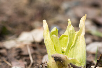 フキノトウの若芽