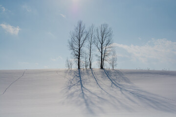 冬の晴れた日の雪の丘に立つ木立
