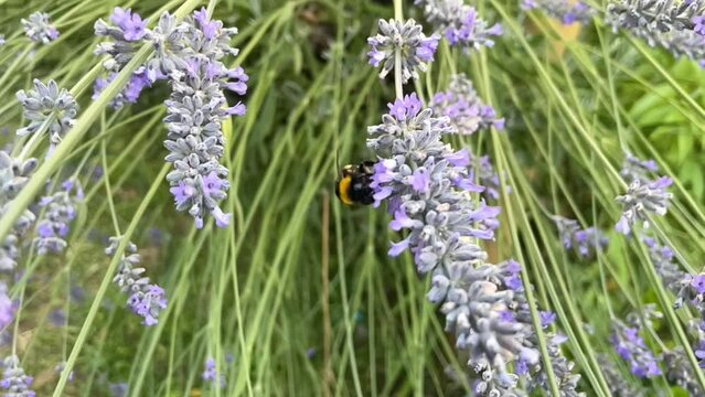 abejorro recolectando p&oacute;len en las flores de lavanda 