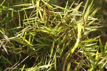 close up of a grass