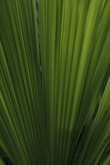 palm tree leaf
