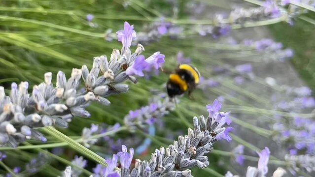 abejorro recolectando p&oacute;len en las flores de lavanda