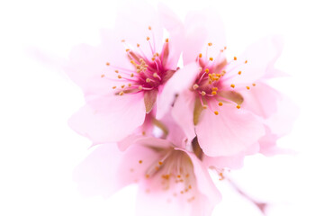 Flor de almendro en primavera