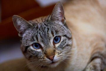 Primer plano de la cara de un gato