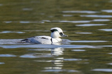 グリーンの水面をのんびり泳ぐミコアイサ　オス