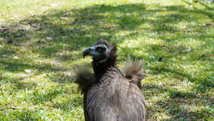 european black vulture|Aegypius monachus|黑兀鷲