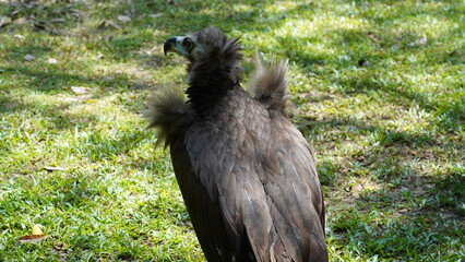 european black vulture|Aegypius monachus|黑兀鷲