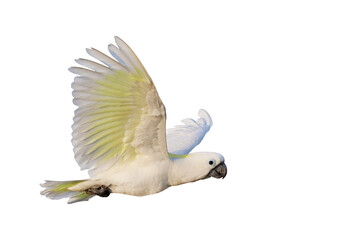 Beautiful cockatoo parrot flying isolated on transparent background png file	